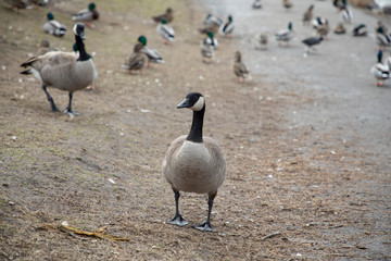 Goose Goose