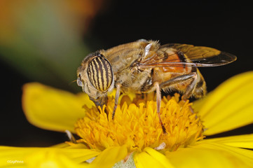 Sirfidae