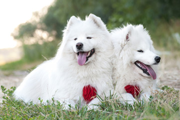 two dog Siberian samoyed husky in park on grass summer
