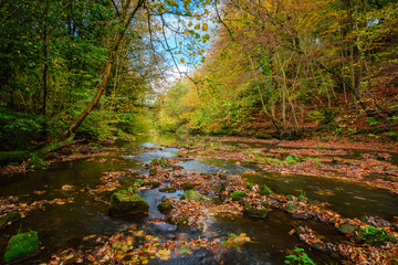 Autumn Leaves in River Blyth, at Plessey Woods Country Park in Northumberland, popular with walkers...
