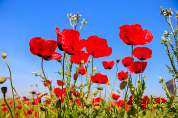 Field with poppies under blue sky