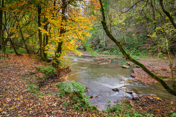 Autumn at River Blyth in Plessey Woods, a Country Park in Northumberland popular with walkers and...