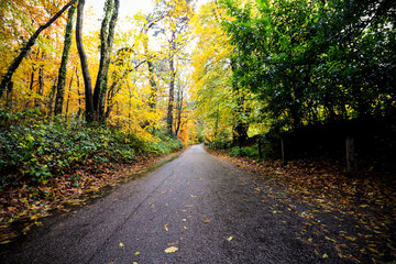 Naklejka premium Road and Autumn Trees