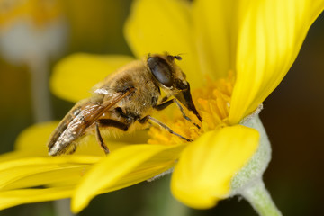 Sirfidae