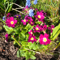 Garden Primrose flower