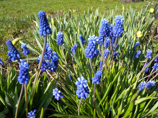 Garden flower Muskarci, blooms early spring