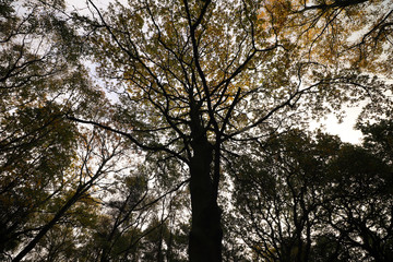Dark tree at Autumn
