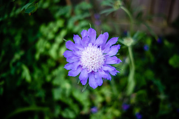 Obraz premium Purple round Flower