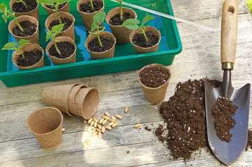 Semis de haricots dans des pots en tourbe