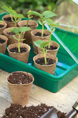 Semis de haricots dans des pots en tourbe