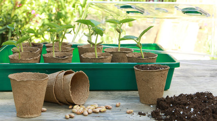 Semis de haricots dans des pots en tourbe