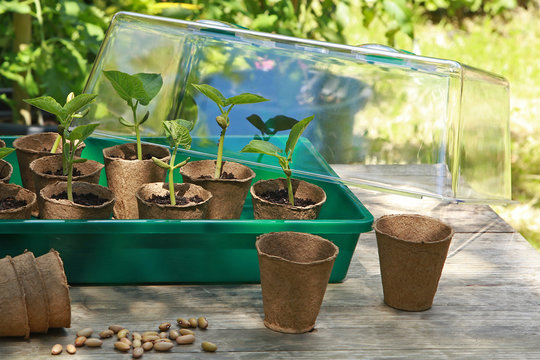 Semis de haricots dans des pots en tourbe