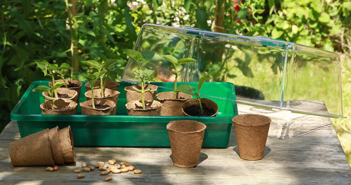 Semis de haricots dans des pots en tourbe