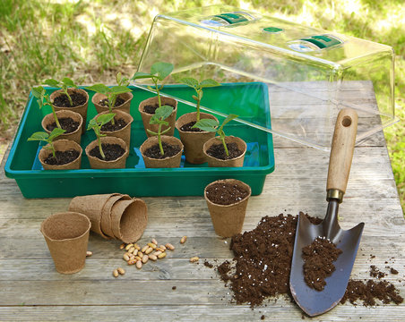 Semis de haricots dans des pots en tourbe