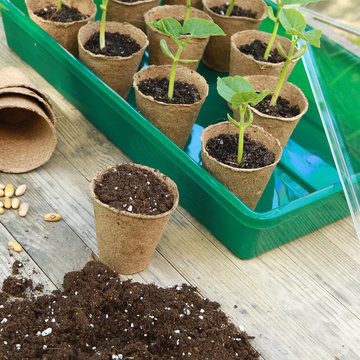 Semis de haricots dans des pots en tourbe