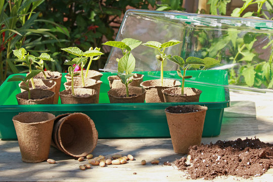 Semis de haricots dans des pots en tourbe