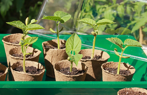 Semis de haricots dans des pots en tourbe