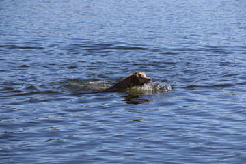 Fototapeta premium Serie - Cane che nuota 1