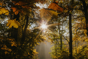 Sonnenstrahlen durchdringen den farbigen morgendlichen Herbstwald