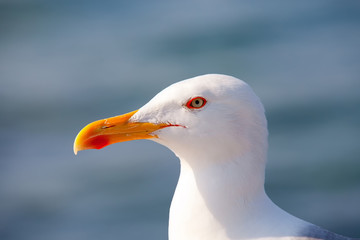 white head seagulls with yellow beak