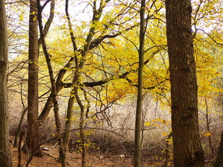 Autumn scene. Fall. Trees and leaves 