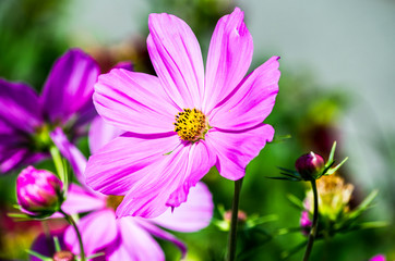 Purple cosmos flower closeup