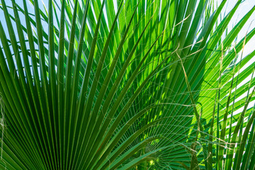 Close-up of Palm Leaves