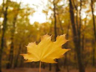 Macro yellow autumn leaf photo.