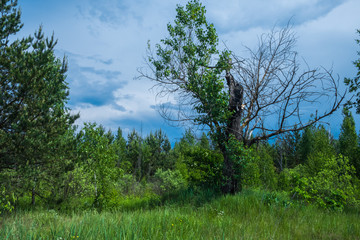 trees against a stormy sky
