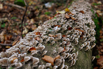 champignons sur un tronc d'arbre en automne