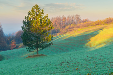 Drzewo o wschodzie słońca © Michal45