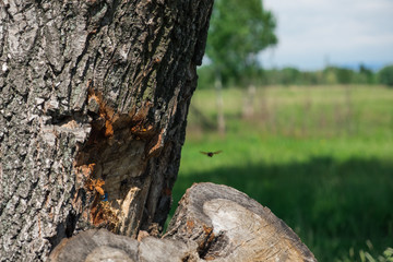 hornet and tree