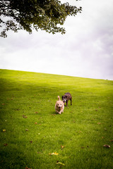 Two, funny dogs running on the grass hill with copy space - 232155537