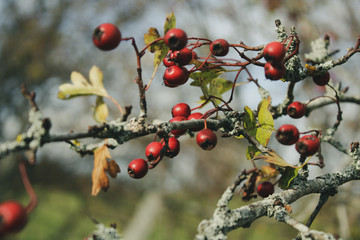 baies rouges en gros plan sur une branche