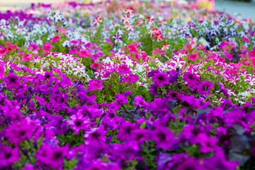 Obraz na płótnie Canvas purple flowers grow in the Park