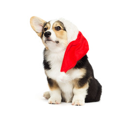 New Year's puppy in a Christmas hat