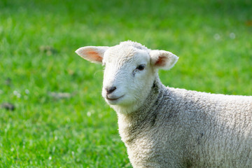 Naklejka premium Lamb portrait