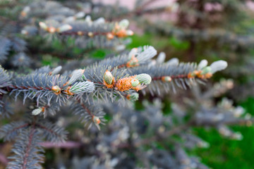 Naklejka na ściany i meble Young branches of spruce. blue spruce is a rare tree.
