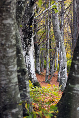 Naklejka premium Attraverso gli alberi