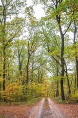 Obraz premium Autumn forest scenery with road of fall leaves. Footpath in scene autumn forest nature.