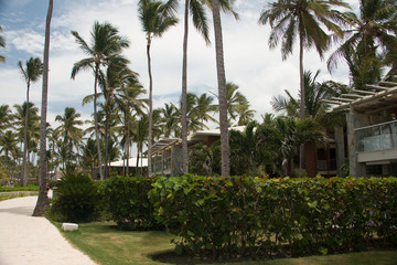 Fototapeta premium palm trees in the Dominican Republic