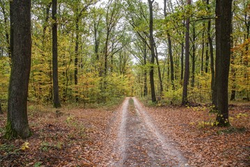 Obraz premium Autumn forest scenery with road of fall leaves. Footpath in scene autumn forest nature.