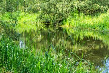 Green grass and plants growing at the canal, Summer time in Scotland
