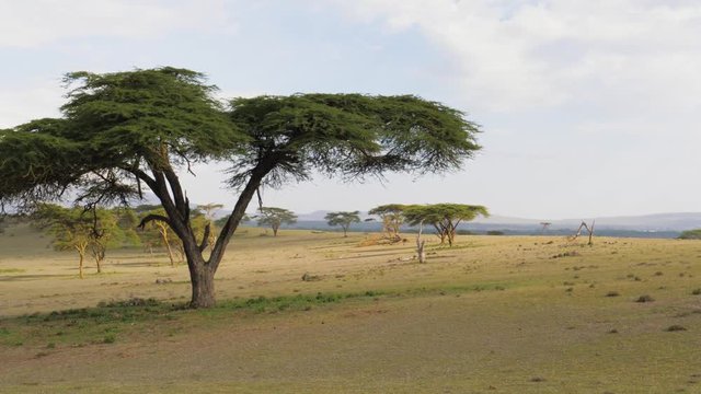 African Savanna With Acacia Trees And A Beautiful Green Meadow