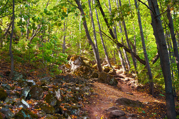 Footpath in the green forest. Forest conservation area. Natural Park.