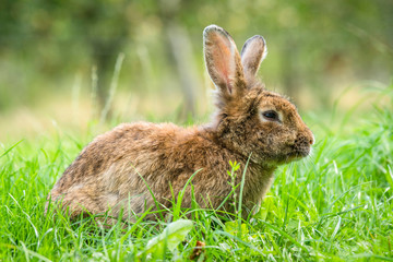 Brown easter bunny in fresh green grass
