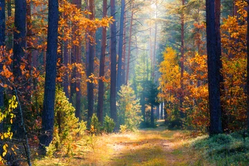 Gordijnen Herfst bos © alexugalek