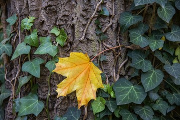 Ivy on the tree trunk with yellow leaf in autumn. The fall concept