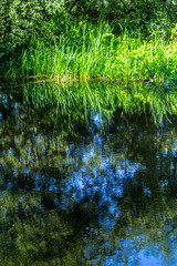 Reflection of grass in the water