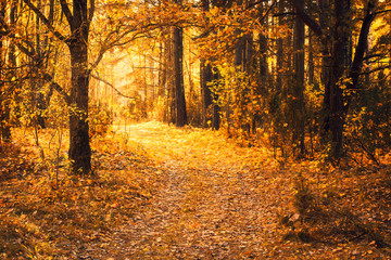 Bright autumn background